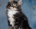 Кошки в других городах Московской области: Котик Ксандр Мальчик, 55 000 руб. - фото 5
