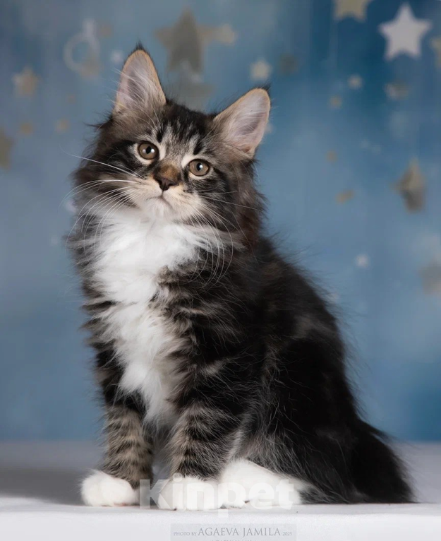 Кошки в других городах Московской области: Котик Ксандр Мальчик, 55 000 руб. - фото 5