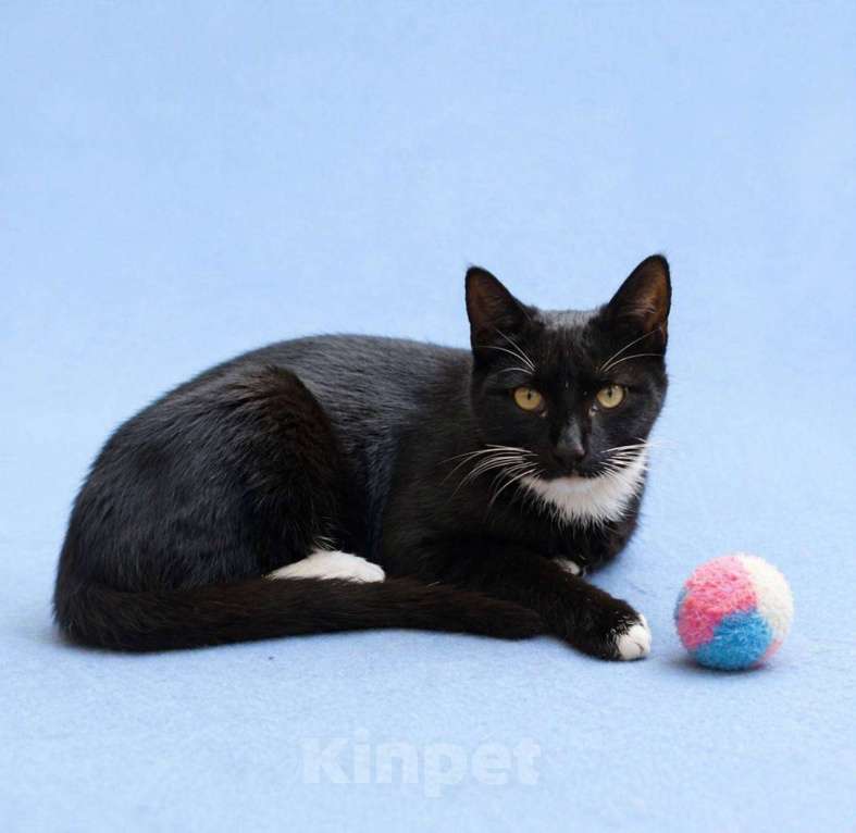 Кошки в Москве: Крошик ищет дом Мальчик, Бесплатно - фото 3
