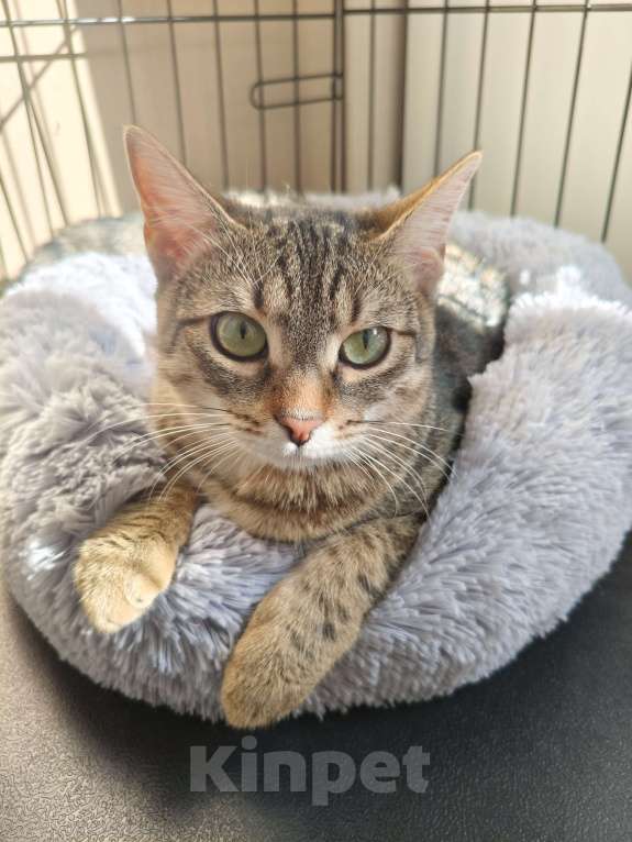 Кошки в Москве: Котенок в добрые руки! Девочка, Бесплатно - фото 3