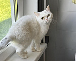 Кошки в Ярославле: Кошка в добрые руки Девочка, Бесплатно - фото 4