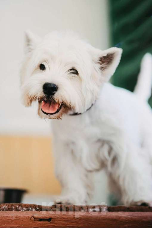 Собаки в Краснодаре: Белоснежное очарование Девочка, 65 000 руб. - фото 2