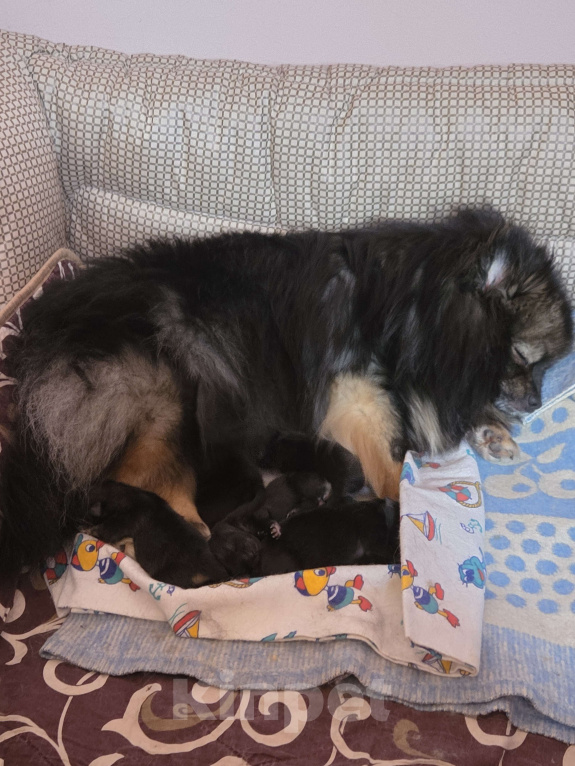 Собаки в других городах Московской области: Немецкий шпиц малый Разнополые, 50 000 руб. - фото 1