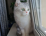 Кошки в Ангарске: Найден кот Мальчик, Бесплатно - фото 3