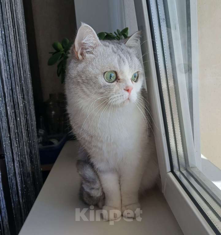 Кошки в Ангарске: Найден кот Мальчик, Бесплатно - фото 3