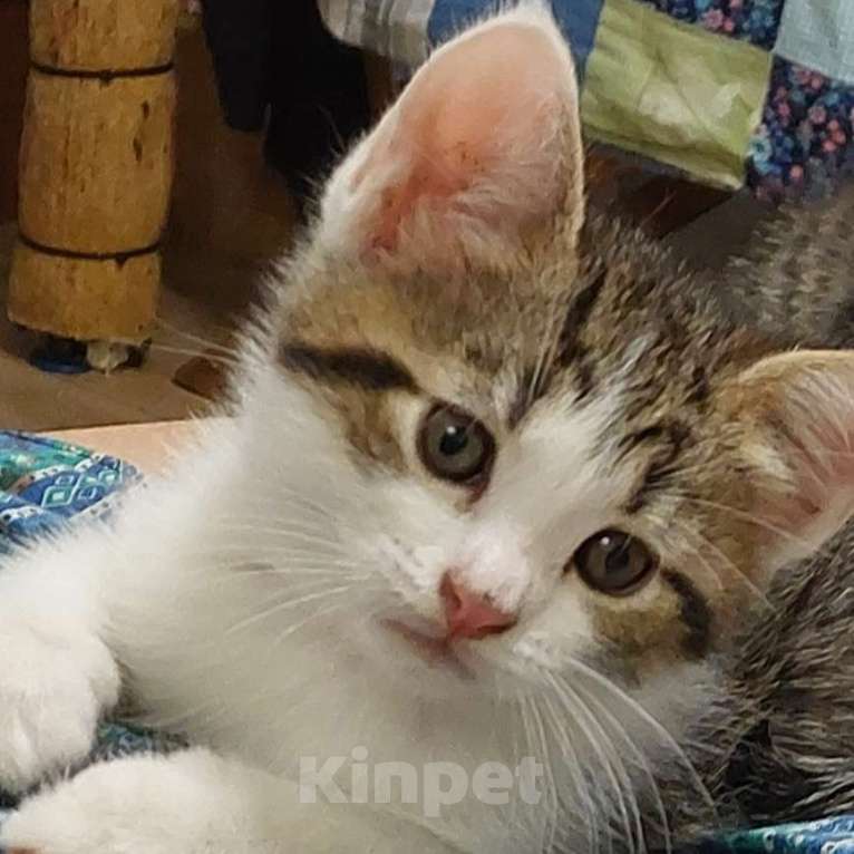 Кошки в Санкт-Петербурге: Прямоухий котенок британец Мальчик, 7 000 руб. - фото 2