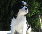 Собаки в Краснодаре: Щенки Кавалер Кинг Чарльз Спаниеля Девочка, Бесплатно - фото 6