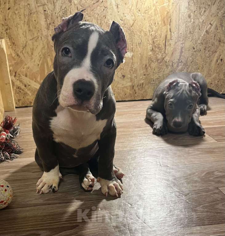 Собаки в Мурманске: Американский булли  Девочка, 170 000 руб. - фото 1