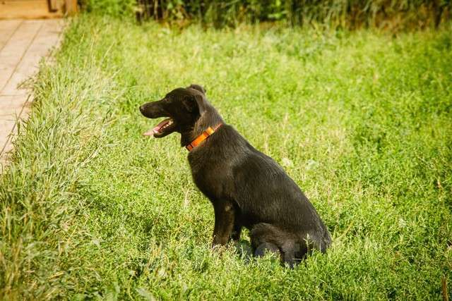 Собаки в Москве: Собака Дочка в добрые руки Девочка, Бесплатно - фото 4