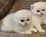 Кошки в Москве: Шотландский вислоухий котик ( скотишь фолд) ждёт людей ценящих эту роскошную породу Мальчик, Бесплатно - фото 1