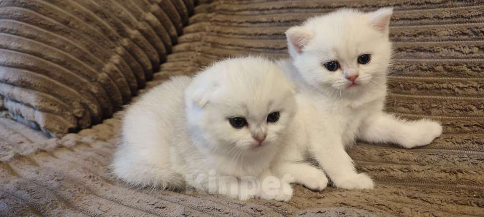 Кошки в Москве: Шотландский вислоухий котик ( скотишь фолд) ждёт людей ценящих эту роскошную породу Мальчик, Бесплатно - фото 1