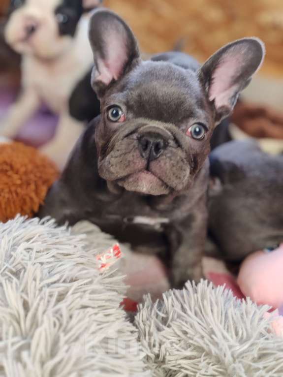 Собаки в Санкт-Петербурге: Шикарный лиловый мальчик Мальчик, 60 000 руб. - фото 3