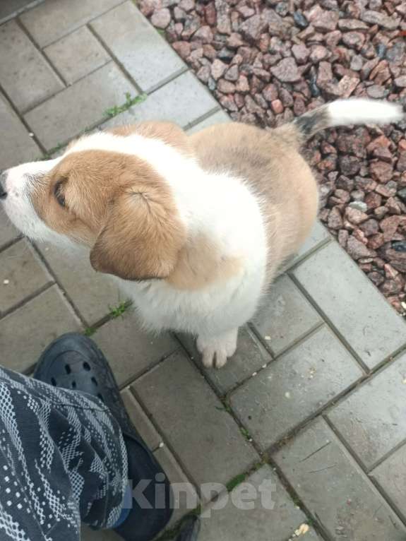 Собаки в других городах Ленинградской области: Маленький пёс Мальчик, Бесплатно - фото 7