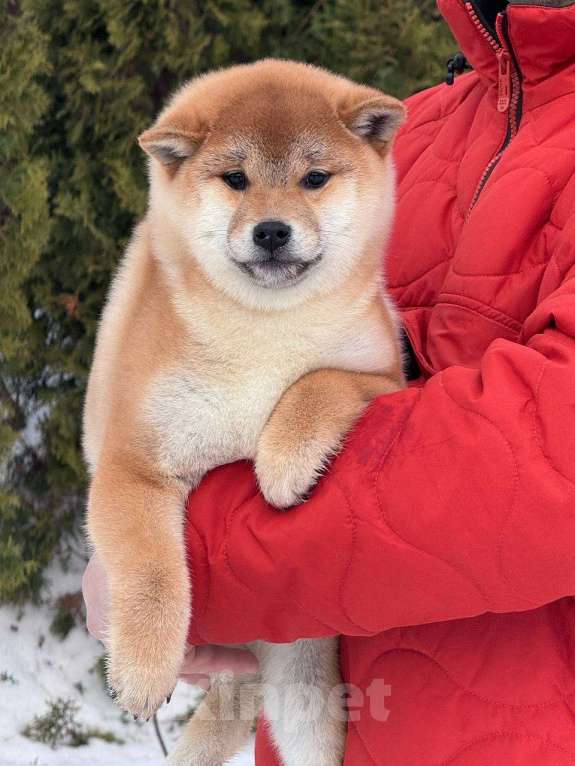 Собаки в Москве: Сиба-ину мальчик Мальчик, 50 000 руб. - фото 4