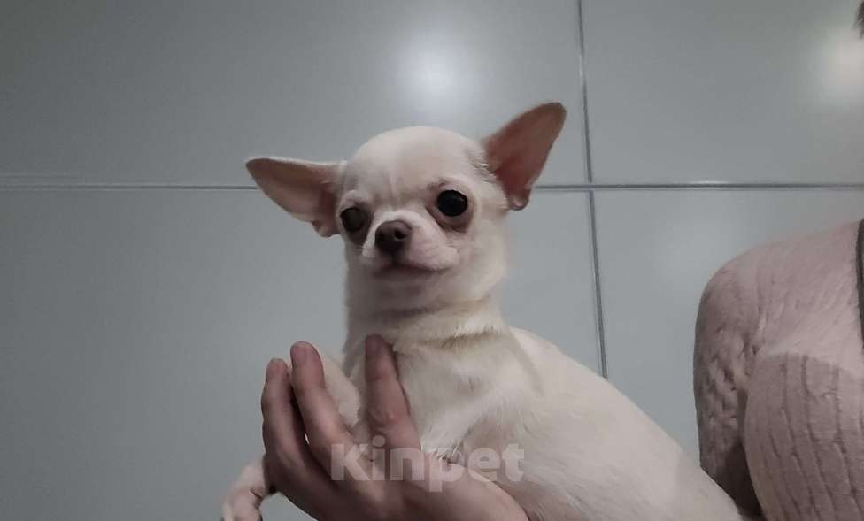 Собаки в Москве: Щенок Чихуахуа Девочка, Бесплатно - фото 3