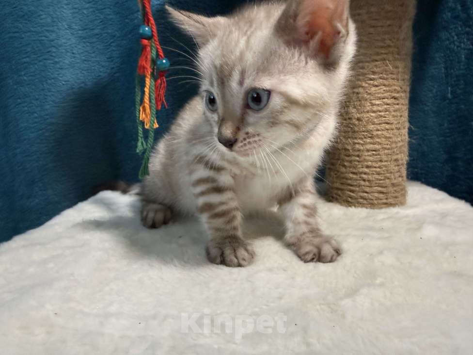 Кошки в Москве: Снежный котёнок Мальчик, 35 000 руб. - фото 3