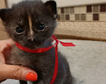 Кошки в Москве: Котёнок в добрые руки Разнополые, Бесплатно - фото 4