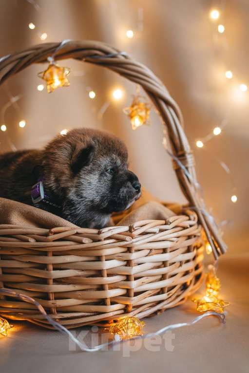 Собаки в Новосибирске: Девочка рождена 13.11.25 Девочка, 70 000 руб. - фото 1