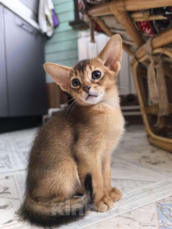Кошки в других городах Московской области: Абиссинский котик  Мальчик, 75 000 руб. - фото 8