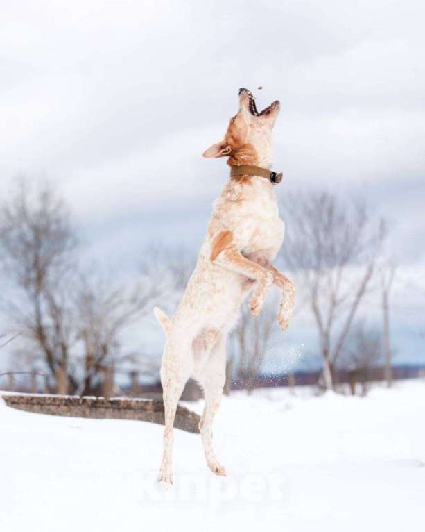 Собаки в других городах Московской области: Привет, я Сильвестр :) Мальчик, Бесплатно - фото 6