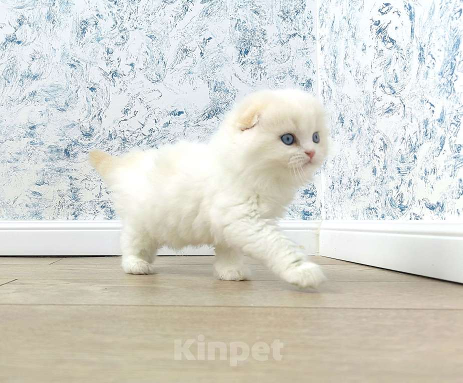 Кошки в Кисловодске: Zephyr Мальчик, 60 000 руб. - фото 3