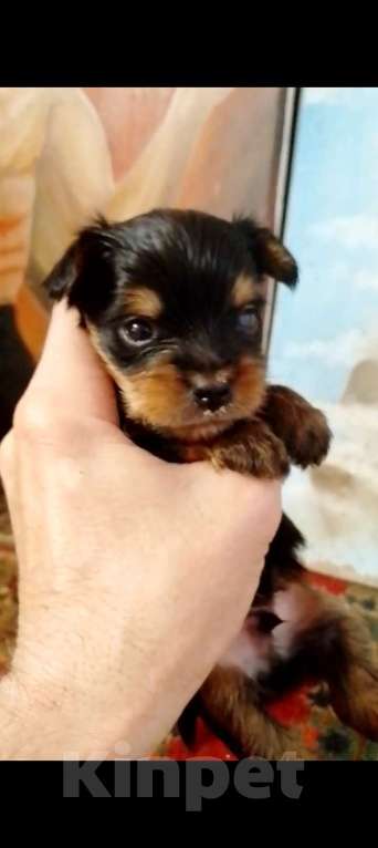 Собаки в Электрогорске: Йокшерский терьер  Девочка, 600 000 руб. - фото 2