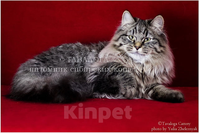 Кошки в Москве: Харитон - Сибирский молодой кот из питомника Мальчик, Бесплатно - фото 1
