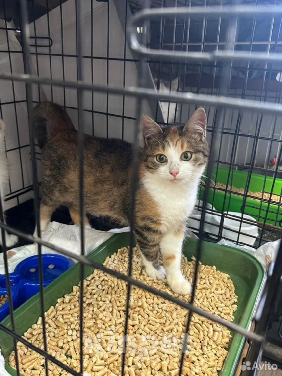 Кошки в Москве: Котенок в добрые руки Девочка, Бесплатно - фото 2