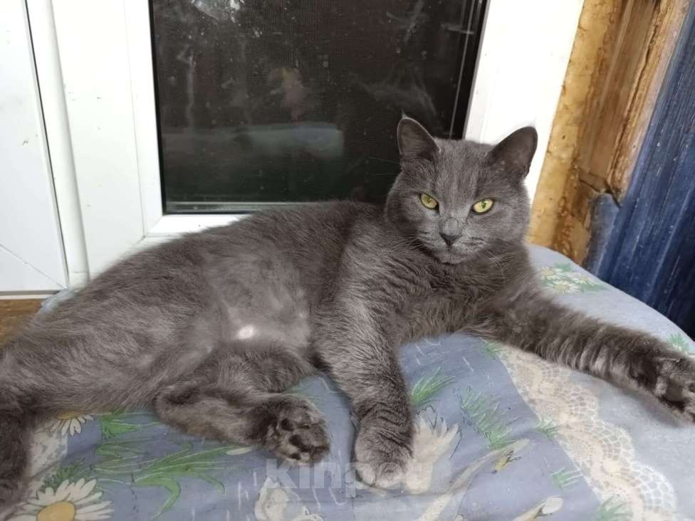 Кошки в Москве: Кот Проша ищет любящее сердце Мальчик, Бесплатно - фото 3