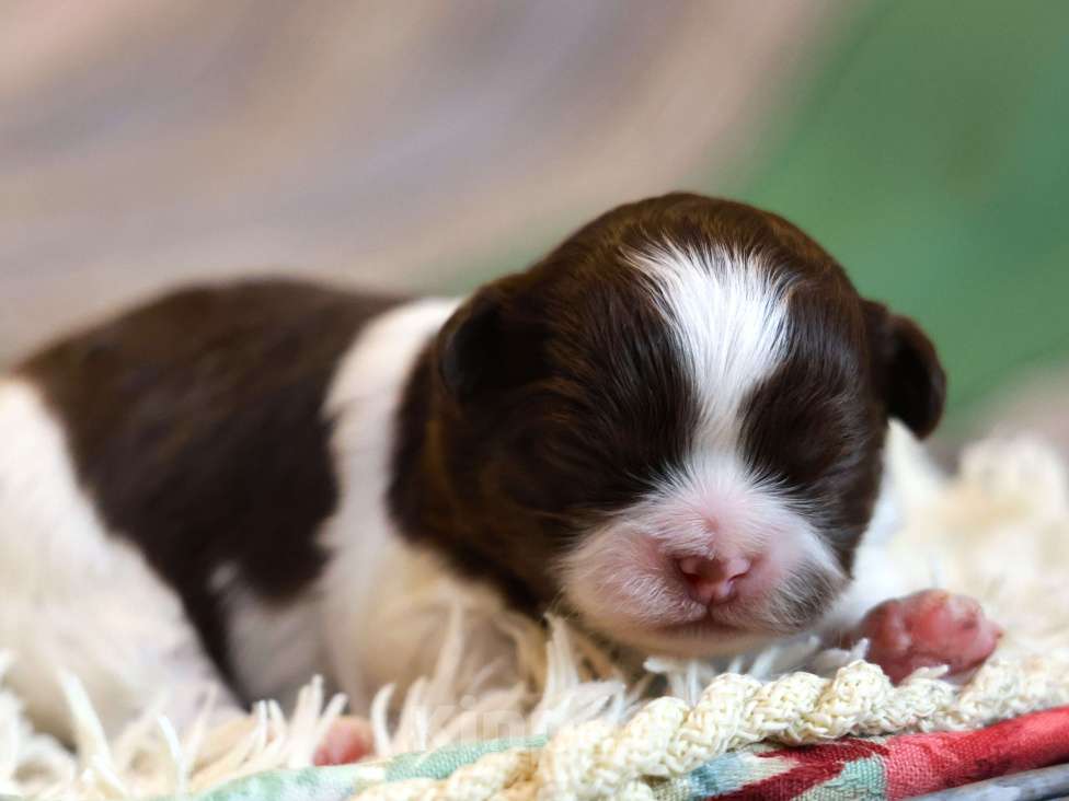 Собаки в Ростове-на-Дону: Шоколадное и рыжее счастье  Мальчик, 35 000 руб. - фото 6