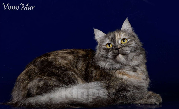 Кошки в Санкт-Петербурге: Молодая сибирская кошка  Девочка, Бесплатно - фото 1