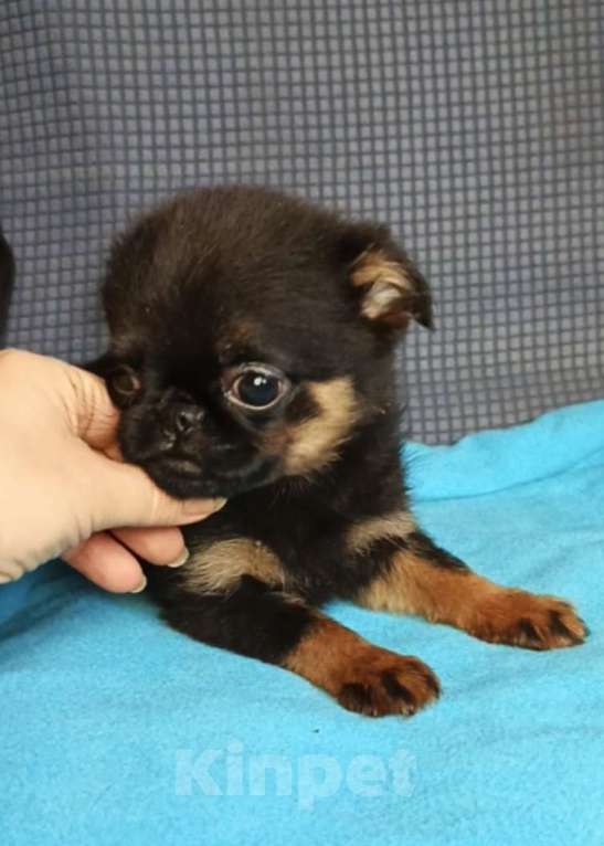 Собаки в Москве: Девочка малый брабансон Мальчик, 50 000 руб. - фото 2