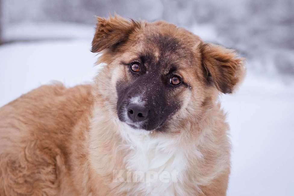Собаки в Москве: Небольшая собачка чуть ниже колена. Девочка, Бесплатно - фото 7