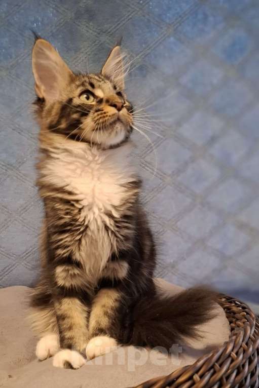 Кошки в Санкт-Петербурге: котята мейн кун Девочка, 40 руб. - фото 5