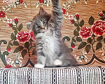 Кошки в Москве: Глазастое чудо Пушок, милый домашний котенок в добрые руки, Бесплатно - фото 2