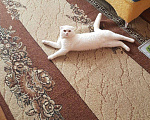 Кошки в Стерлитамаке: Вязка, 1 300 руб. - фото 1