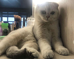 Кошки в Набережных Челнах: Вязка, 1 500 руб. - фото 6