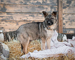 Собаки в Москве: Крошка Виола (8 кг) в дар Девочка, Бесплатно - фото 1
