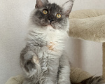 Кошки в Энгельс: Котята Мейн Кун(резерв) Девочка, 25 000 руб. - фото 2