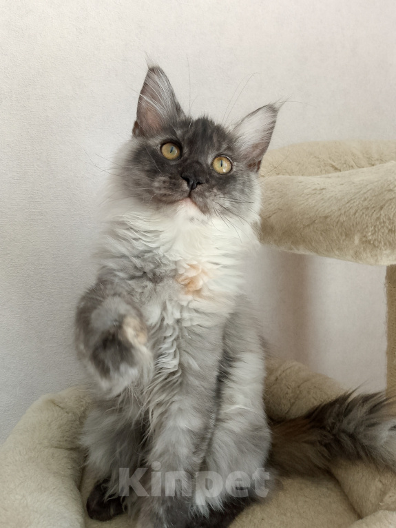 Кошки в Энгельс: Котята Мейн Кун(резерв) Девочка, 25 000 руб. - фото 2