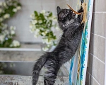 Кошки в Москве: Отряд космонавтов Девочка, Бесплатно - фото 5