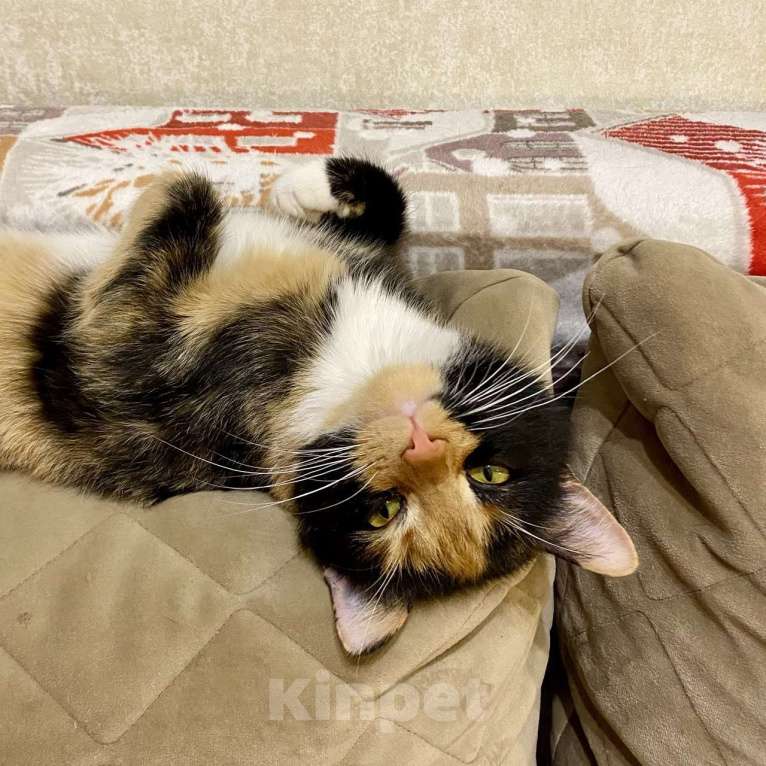 Кошки в Санкт-Петербурге: Кошка в добрые руки Девочка, Бесплатно - фото 1