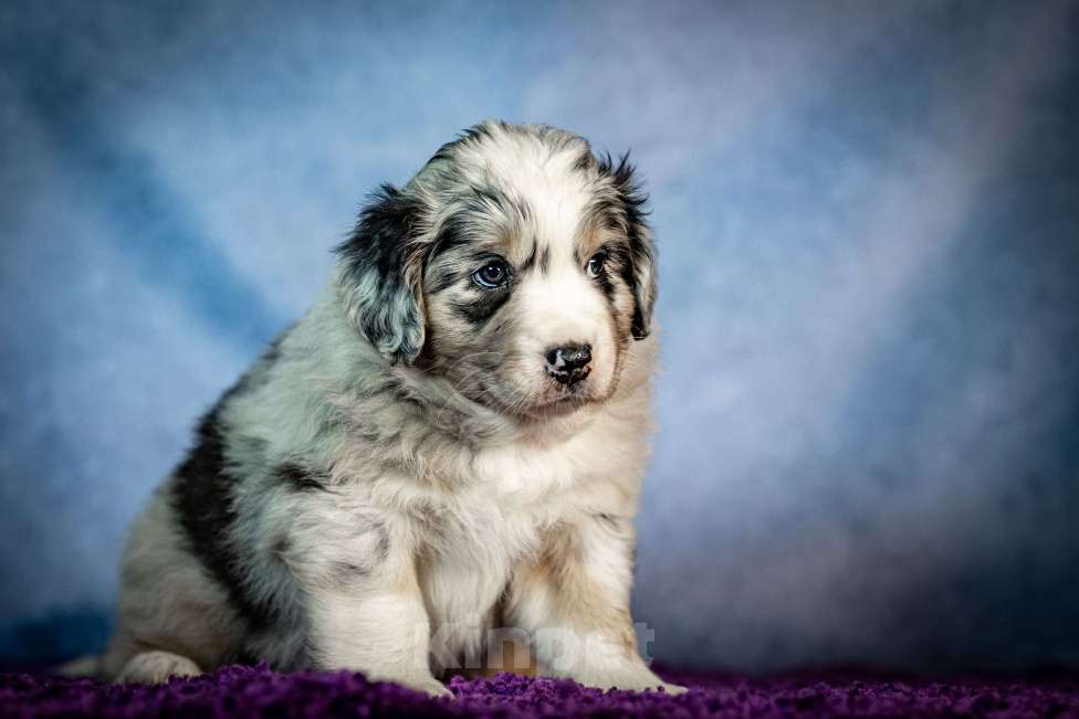 Собаки в Санкт-Петербурге: Щенок австралийской овчарки  Мальчик, Бесплатно - фото 3