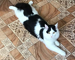 Кошки в Лесосибирске: Потерялся черное-белый кот в Лесосибирске  Мальчик, 500 руб. - фото 5