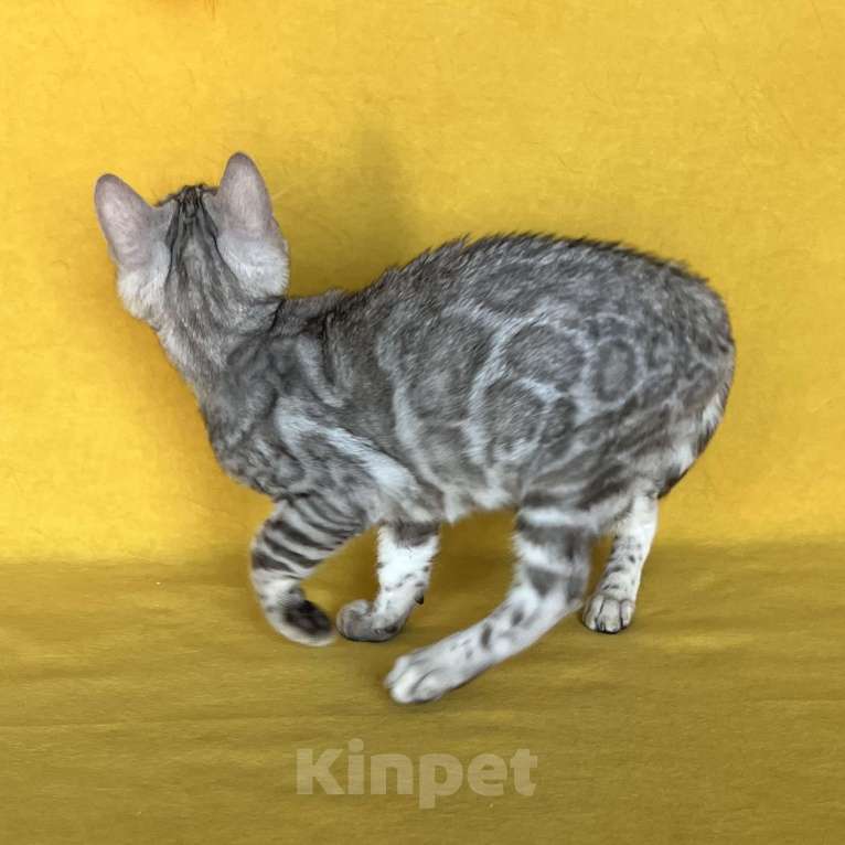 Кошки в Москве: Бенгальские серебряные котята  Девочка, Бесплатно - фото 3