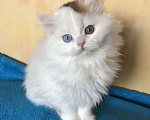 Кошки в Новосибирске: Шотландский котик Мальчик, 35 000 руб. - фото 2