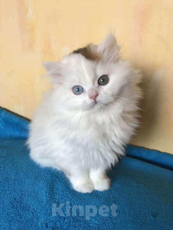 Кошки в Новосибирске: Шотландский котик Мальчик, 35 000 руб. - фото 2