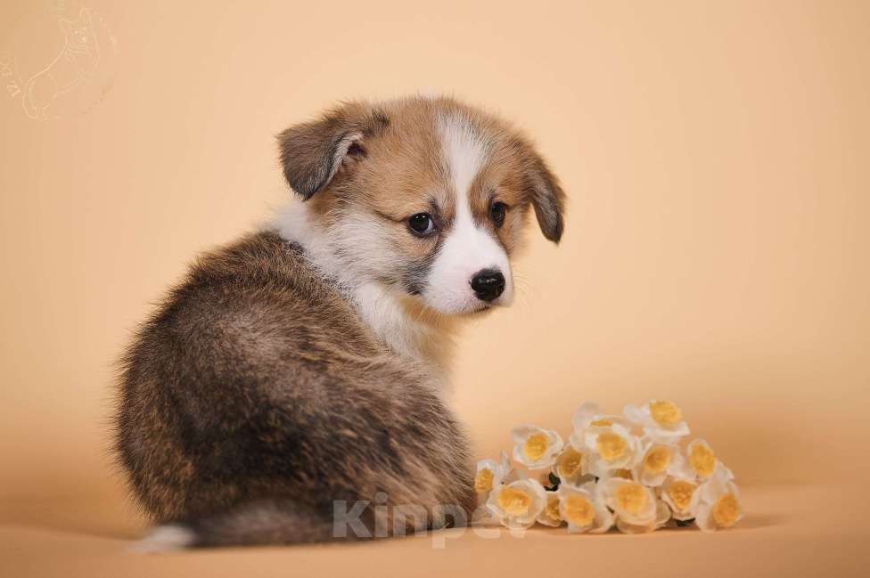 Собаки в других городах Московской области: Щенки вельш корги пемброк Девочка, 90 000 руб. - фото 8