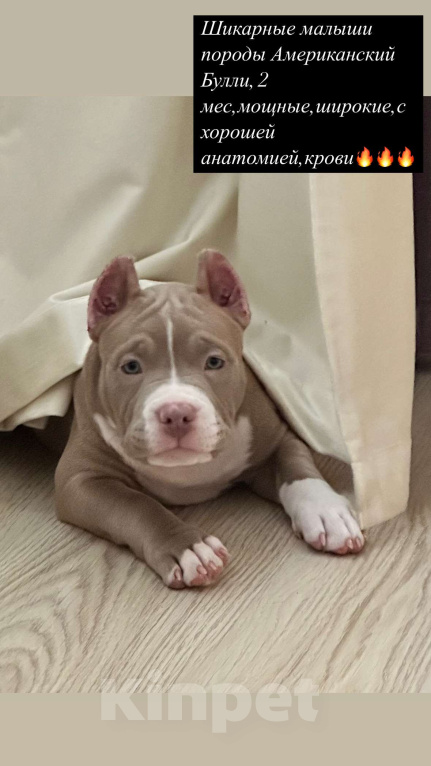 Собаки в Лыткарино: Прекрасный красивый мальчик 2,5 мес Американский Булли Мальчик, 150 000 руб. - фото 4