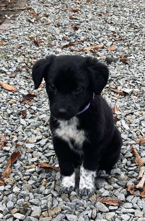 Собаки в Белом Калитве: Малышка в семью Девочка, Бесплатно - фото 6